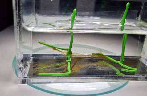 The cover slip is colonized from below via the stand. A uniform network forms there, similar to the colonization of a Petri dish.