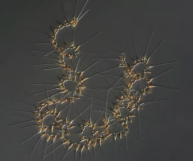 Asterionellopsis glacialis