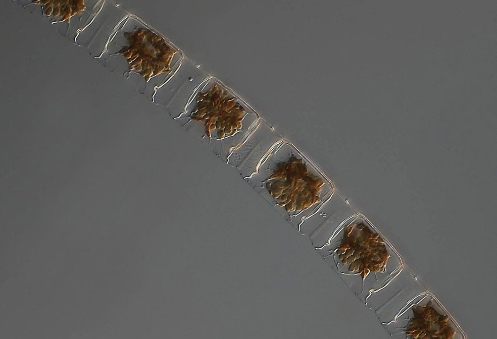 Lithodesmium undulatum