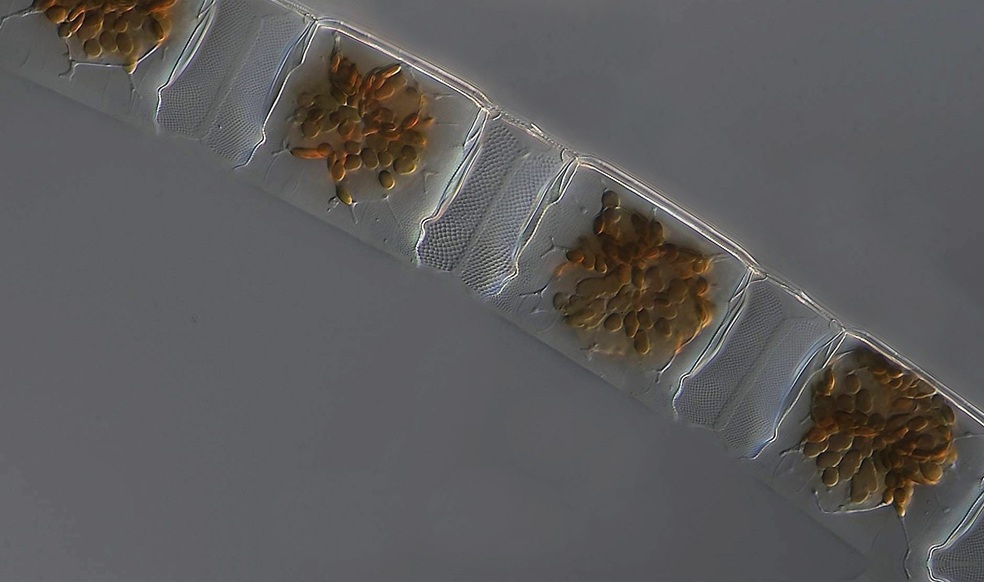 Lithodesmium undulatum