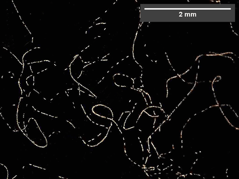 Overview image of a colony taken with a stereo microscope in dark-field imaging