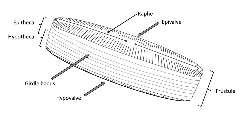 Structure of the diatom
